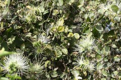 Maerua arenaria